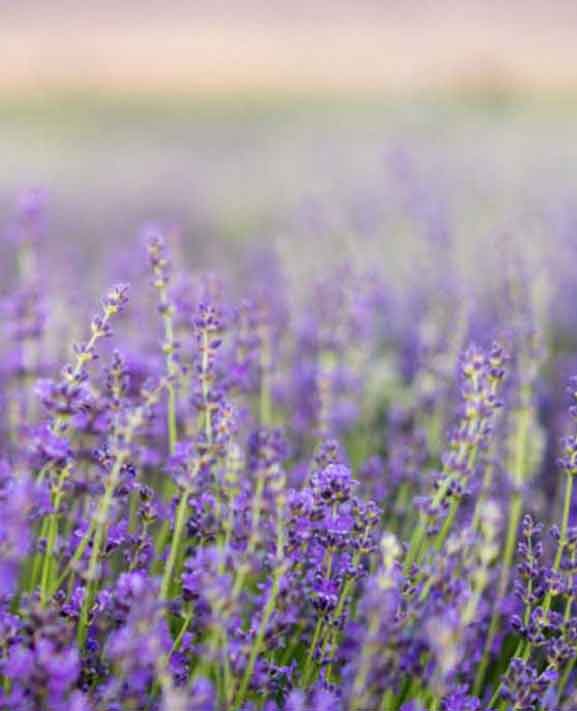 Young-Living-Essential-Oils